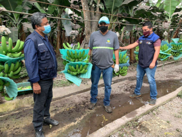 PREOCUPACIÓN EN EL AGRO POR CENIZA