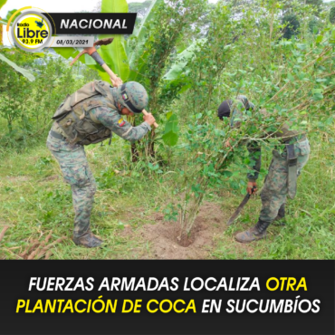 FUERZAS ARMADAS LOCALIZA OTRA PLANTACIÓN DE COCA EN SUCUMBÍOS