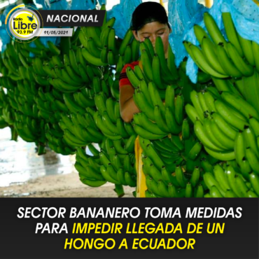 SECTOR BANANERO TOMA MEDIDAS PARA IMPEDIR LLEGADA DE UN HONGO A ECUADOR
