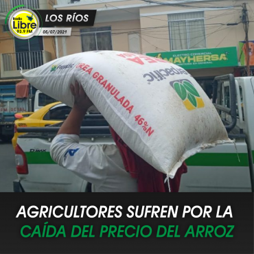 AGRICULTORES SUFREN POR LA CAÍDA DEL PRECIO DEL ARROZ