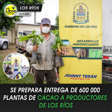 SE PREPARA ENTREGA DE 600 000 PLANTAS DE CACAO A PRODUCTORES DE LOS RÍOS