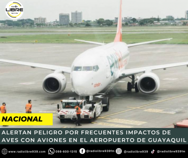 ALERTAN PELIGRO POR FRECUENTES IMPACTOS DE AVES CON AVIONES EN EL AEROPUERTO DE GUAYAQUIL